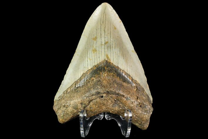 Fossil Megalodon Tooth - North Carolina #109860